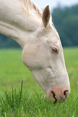 Image showing White horse