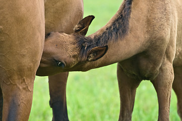 Image showing Foal suckling his mother