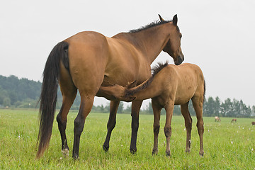 Image showing Foal suckling his mother