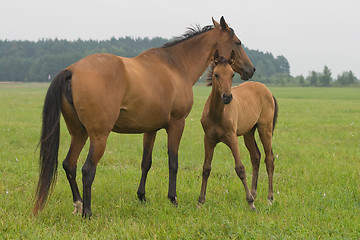 Image showing Horse with her foal