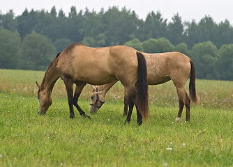 Image showing Pasturing horses