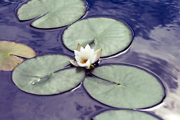 Image showing Water lily