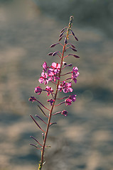 Image showing Fireweed