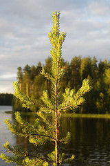 Image showing Fir in evening