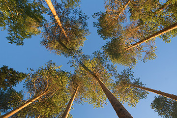 Image showing Pine tops