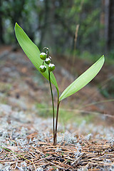 Image showing Lily of the valley