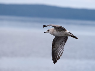 Image showing Flying seagull