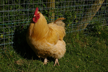 Image showing Cockerel 01