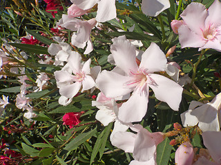 Image showing White Oleander Flowers