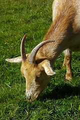 Image showing Goat 11