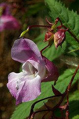 Image showing Himalayan Balsam 11