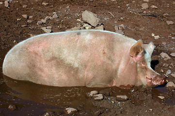 Image showing Pig in Mud Hollow 01