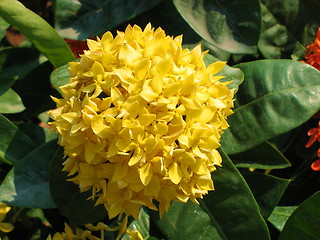 Image showing Yellow flower