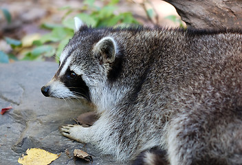 Image showing Common Raccoon (Procyon lotor)
