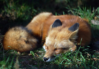 Image showing Red Fox (Vulpes vulpes)