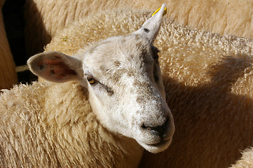 Image showing Sheep 15