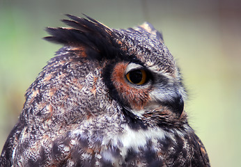 Image showing Great Horned Owl  (Bubo virginianus)