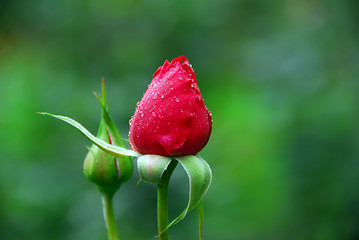 Image showing Red rose's buds