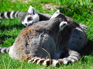 Image showing Ring-tailed Lemur (Lemur catta)