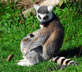 Image showing Ring-tailed Lemur (Lemur catta)