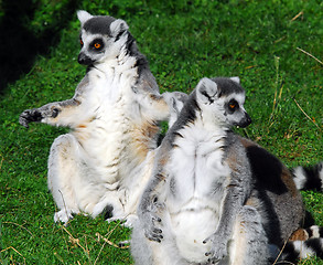 Image showing Ring-tailed Lemur (Lemur catta)