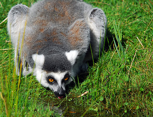 Image showing Ring-tailed Lemur (Lemur catta)