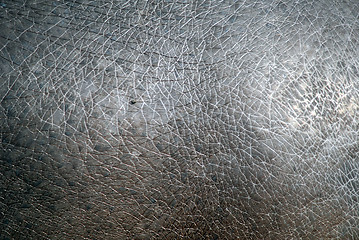 Image showing Hippopotamus skin