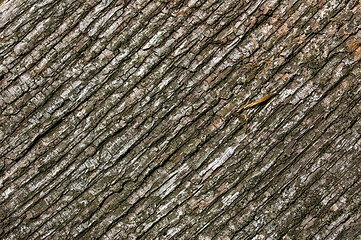 Image showing Wood Texture 09