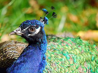 Image showing Indian Peafowl (Pavo cristatus)