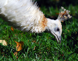 Image showing Indian Peafowl (Pavo cristatus)