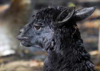 Image showing Black Llama