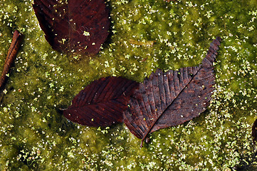 Image showing Autumn's leaves