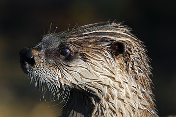 Image showing Northern River Otter (Lontra canadensis)