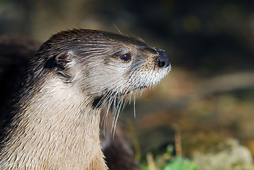 Image showing Northern River Otter (Lontra canadensis)