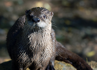 Image showing Northern River Otter (Lontra canadensis)