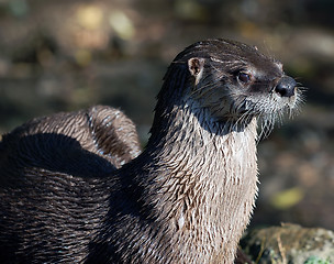 Image showing Northern River Otter (Lontra canadensis)