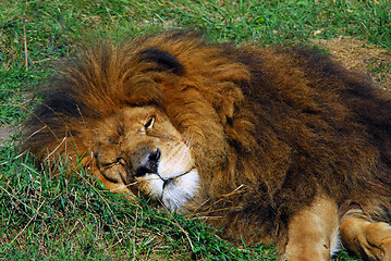 Image showing Lion