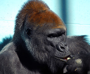 Image showing Gorilla