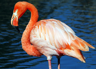 Image showing Pink Flamongo