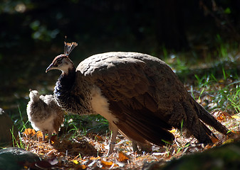 Image showing Pea Fowl