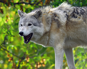 Image showing Gray Wolf