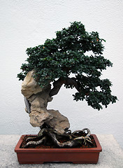 Image showing Bonsai