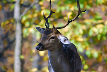 Image showing Fallow deer