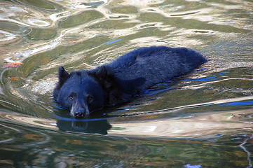 Image showing Balck Bear swimming