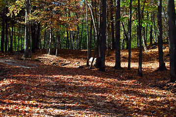 Image showing Forest in Fall