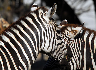 Image showing Plains Zebra (Equus quagga)