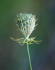 Image showing Wild Plant