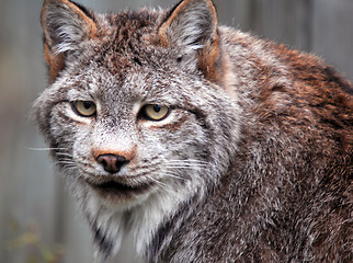 Image showing Canadian Lynx (Lynx canadensis)