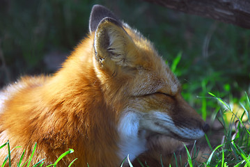 Image showing Red Fox (Vulpes vulpes)