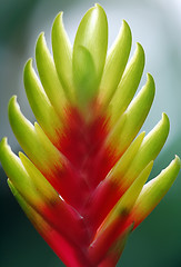 Image showing Flame it up (Plant)